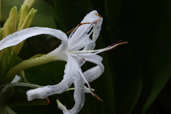 Crinum Asiaticum Blüht Nass Regen Amaryllidaceae Mehrjährige Pflanze — Stockfoto