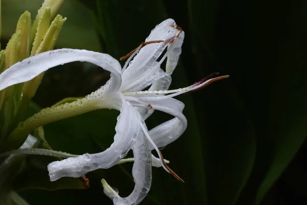 Crinum Asiaticum Flores Mojadas Lluvia Amaryllidaceae Planta Perenne —  Fotos de Stock