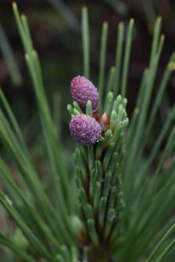  Çam filizleri. Çam kozalaklı kozalaklı.
