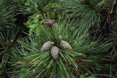  Çam filizleri. Çam kozalaklı kozalaklı.