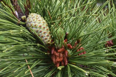  Çam filizleri. Çam kozalaklı kozalaklı.