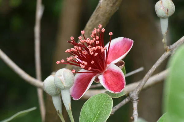 Feijoa Kwitnie Myrtaceae Wiecznie Zielony Tropikalny Krzew Owocowy — Zdjęcie stockowe