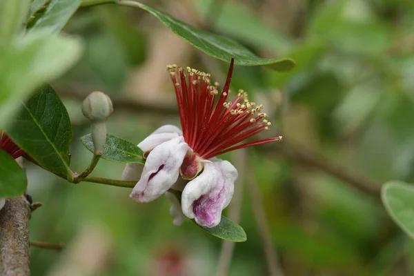 Feijoa Floresce Myrtaceae Arbusto Frutas Tropicais Sempre Verde — Fotografia de Stock