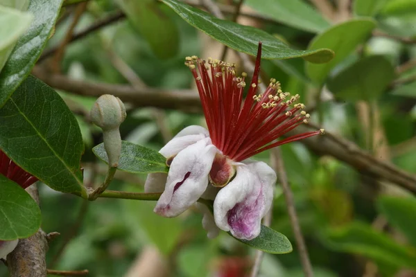 Feijoa Bloeit Myrtaceae Groenblijvende Tropische Fruitstruik — Stockfoto