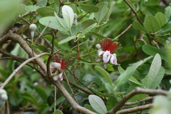 Фейхоа Расцветает Myrtaceae Evergreen — стоковое фото
