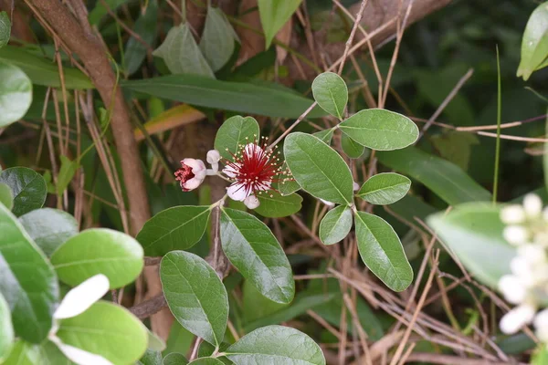 Feijoa Blüht Auf Myrtaceae Immergrüner Tropischer Fruchtstrauch — Stockfoto