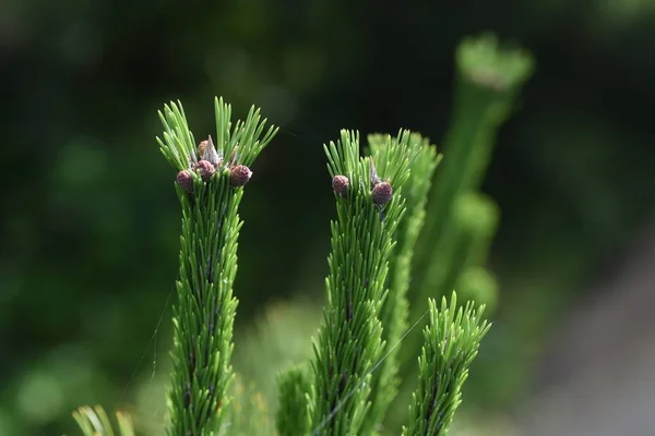 Fenyőcsírák Pinaceae Örökzöld Tűlevelű — Stock Fotó