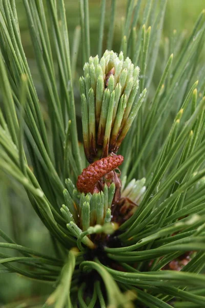 Pine Sprouts Pinaceae Evergreen Conifer — Stock Photo, Image