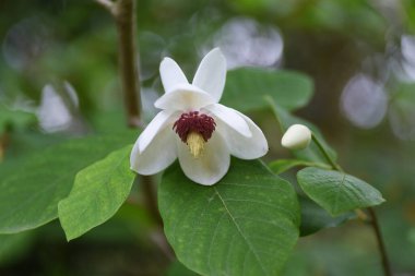 Manolya kuşatması Siebold 'un manolya çiçekleri. Magnoliaceae yaprak döken çalı.