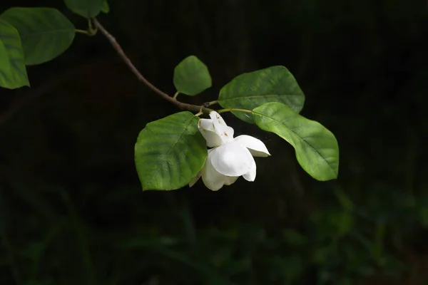 Magnolia Foldii Subsp Magnolia Bsoms Магнолиевые Лиственные Кустарники — стоковое фото