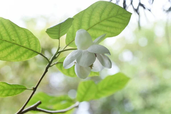 Magnolia Sieboldii Subsp Magnolia Siebold Fleurit Magnoliacées Arbuste Feuilles Caduques — Photo