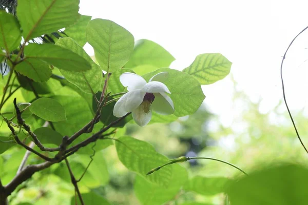 Цвітіння Магнолії Зібольда Листяний Кущ Magnoliaceae — стокове фото