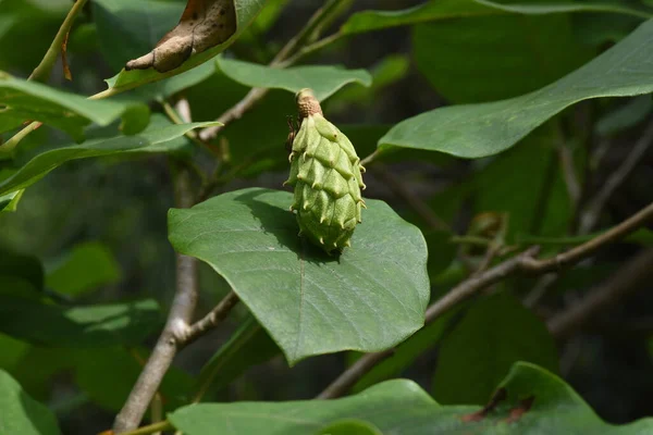 Magnolia Foldii Subsp Magnolia Bsoms Магнолиевые Лиственные Кустарники — стоковое фото