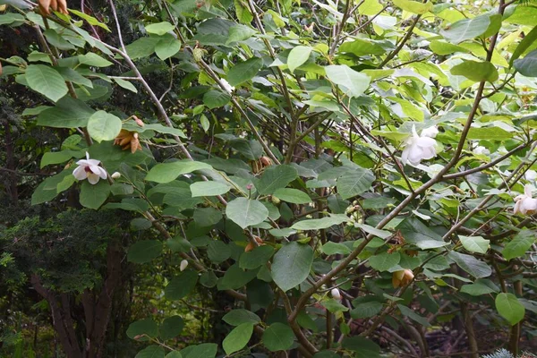 Magnolia Sieboldii Živí Sieboldovými Květy Magnólie Magnoliaceae Listnatý Keř — Stock fotografie