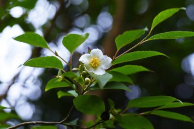 Stewartia Monadelpha çiçekleri. Theaceae Yaprak Ağacı.