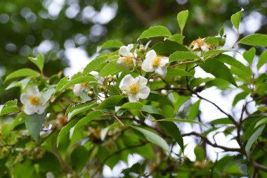 Stewartia Monadelpha çiçekleri. Theaceae Yaprak Ağacı.