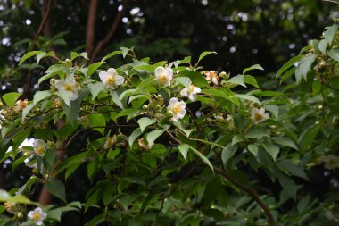 Stewartia Monadelpha çiçekleri. Theaceae Yaprak Ağacı.