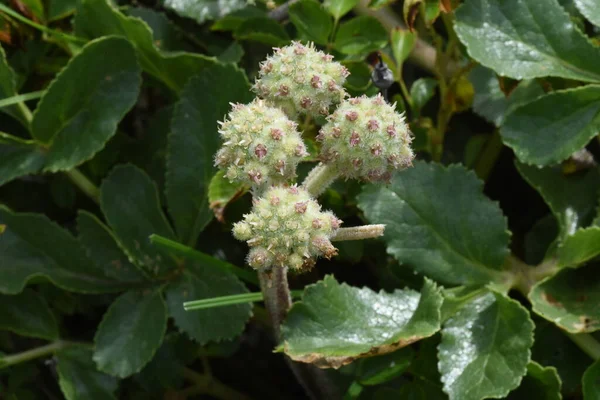 American Silvertop Glehnia Littoralia Είναι Ένα Φαγώσιμο Και Φαρμακευτικό Φυτό — Φωτογραφία Αρχείου