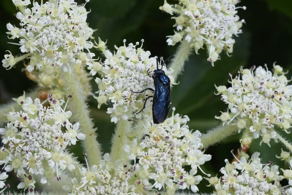 Sommet Argenté Américain Glehnia Littoralia Est Une Plante Plage Comestible — Photo