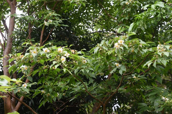 Kwitnie Stewartia Monadelfa Drzewo Liściaste — Zdjęcie stockowe