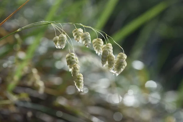 Grande Relva Tremer Molhada Chuva Poaceae Grama Anual — Fotografia de Stock
