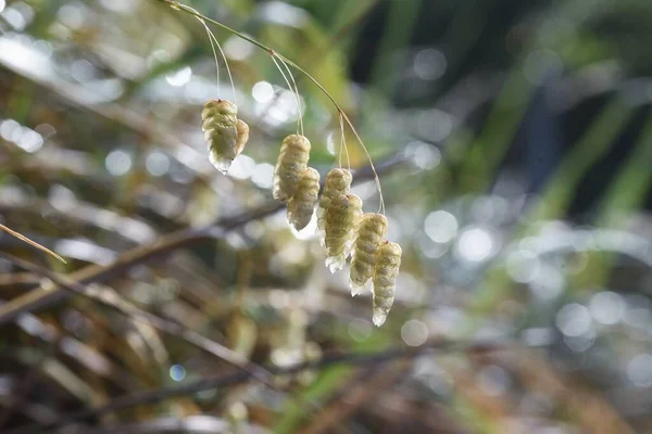 Nagy Remegő Esőben Poaceae Éves — Stock Fotó
