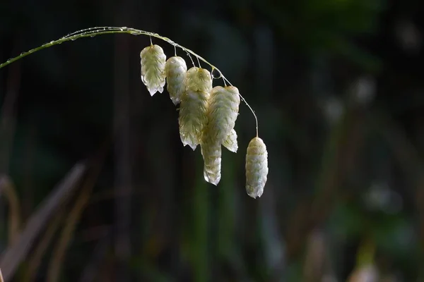 Grande Relva Tremer Molhada Chuva Poaceae Grama Anual — Fotografia de Stock