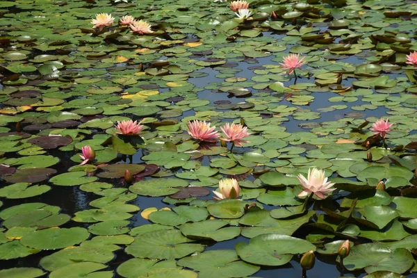 Flores Lírio Água Jardim Botânico — Fotografia de Stock