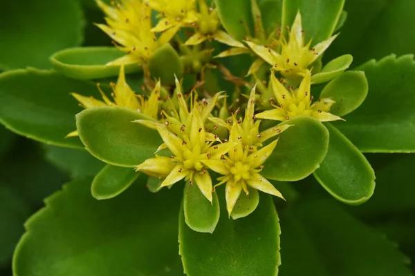 Kamchatka Stonecrop Flowers Crassulaceae Perennial Plant — Stock Photo, Image