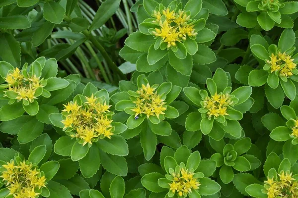 Kamchatka Fleurs Pierre Écorce Crassulaceae Plante Vivace — Photo