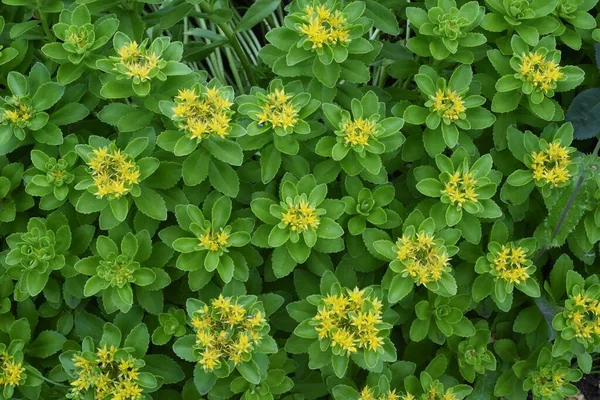 Kamchatka Stonecrop Flores Crassulaceae Planta Perene — Fotografia de Stock