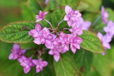 Cennet Çayı (Hydrangea Serrata) çiçekleri.