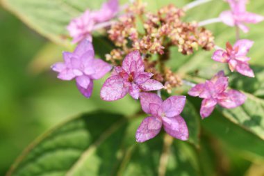 Cennet Çayı (Hydrangea Serrata) çiçekleri.