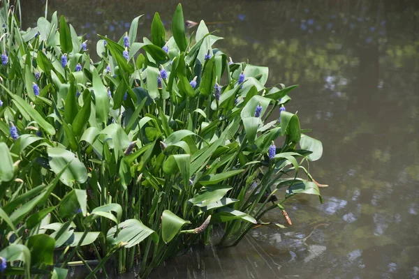 Mauvaise Herbe Brochet Pontederia Cordata Pontederiaceae Herbe Vivace Aquatique — Photo