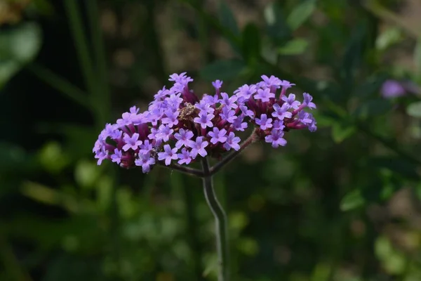 Flores Verbena Purpletop Verbenaceae Grama Perene — Fotografia de Stock