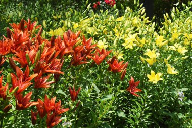 Thunberg zambağı. Kıyı kayalıklarında yetişen Liliaceae bitkileri.