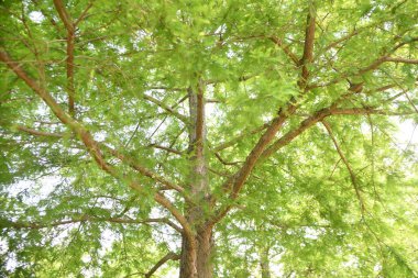 Kel selvi Kuzey Amerika 'ya özgü bir kozalaklı ağaçtır ve sulak alanlarda yetişir..