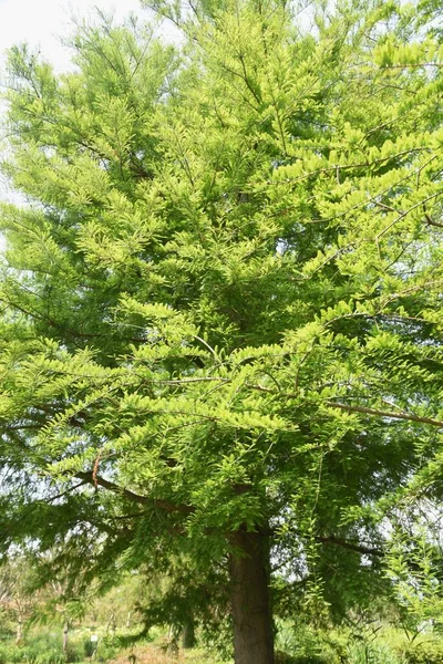 Kaal Cipres Een Naaldboom Van Cupressaceae Inheems Noord Amerika Groeit — Stockfoto