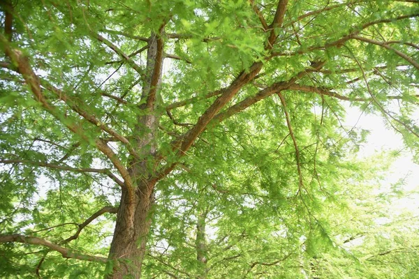 Cipreste Careca Uma Árvore Conífera Cupressaceae Nativa América Norte Cresce — Fotografia de Stock