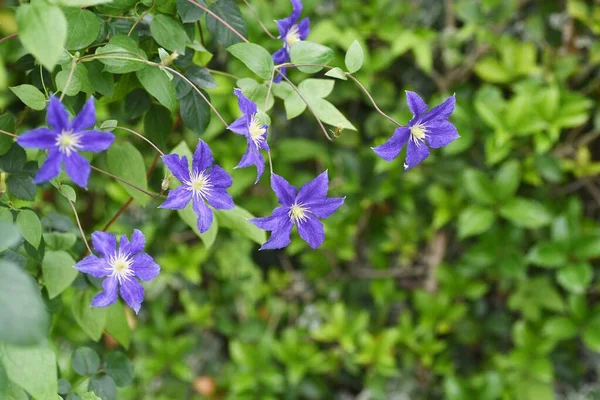 Clematis Virágok Ranunculaceae Szőlő Mérgező Gyógynövények — Stock Fotó