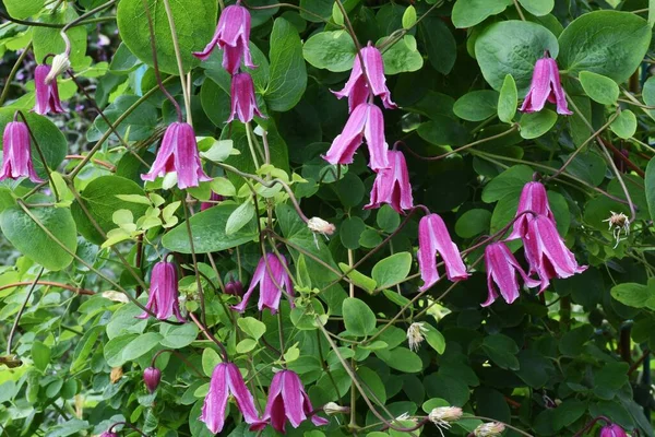 Clematis Flowers Ranunculaceae Vine Toxic Medicinal Plants — Stock Photo, Image