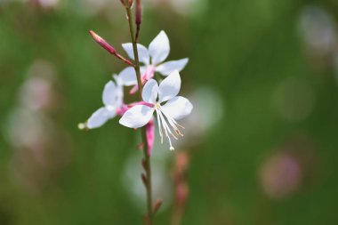 Arı çiçeği Gaura. On agraceae pennial çimenleri.