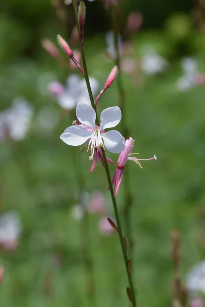 Bee Blossomgaura Onagraceae Pennial Grass — Stock Photo, Image