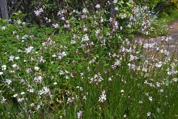 Bee Blossomgaura Onagraceae Pennial Grass — Stock Photo, Image