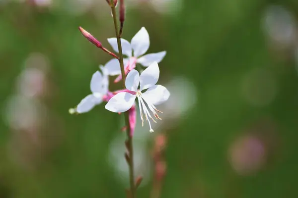 Bee Blossomgaura Onagraceae Pennial Grass — Stock Photo, Image