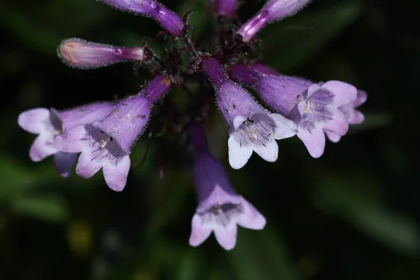Penstemon Langue Barbe Fleurs Plantaginaceae Herbe Vivace — Photo