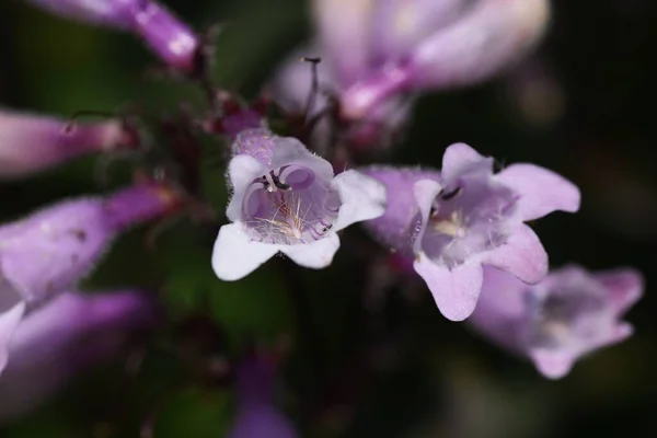 Penstemon Szakáll Nyelv Virágok Plantaginaceae Évelő — Stock Fotó