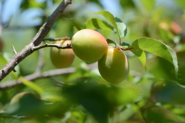 Japon kayısı meyveleri. Roseae yapraklı bir ağaçtır ve erik şarabı ve umeboshi için kullanılır..