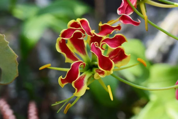 Gloriosa is a Colchicaceae plant native to tropical Asia and Africa, also known as Glory lily or Flame lily.