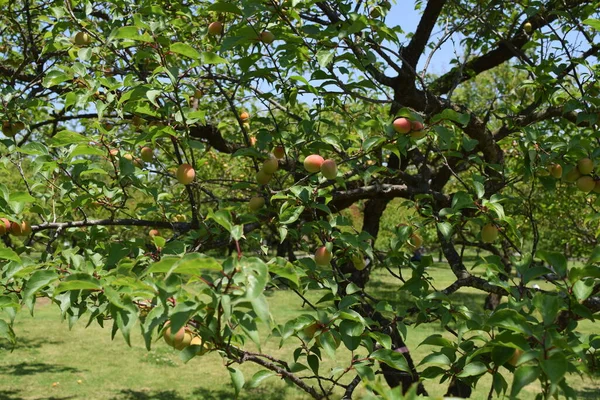 Japanische Aprikosenfrüchte Ist Ein Laubbaum Von Roseae Und Wird Eigentlich — Stockfoto